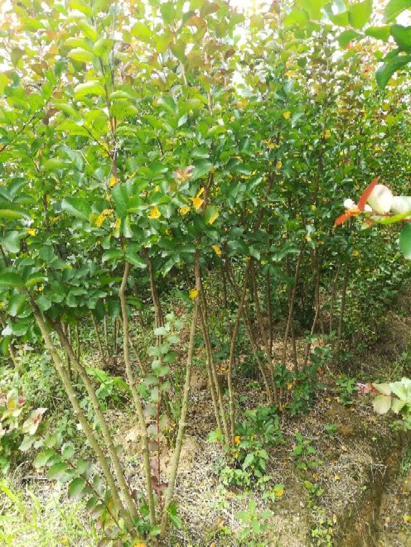 红火球紫薇2cm以下1.5~2米1米以下