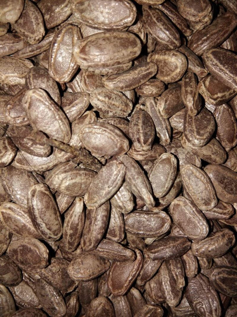 越蒌3号吊瓜子颗粒大色泽鲜艳货源充足，袋子装70斤80