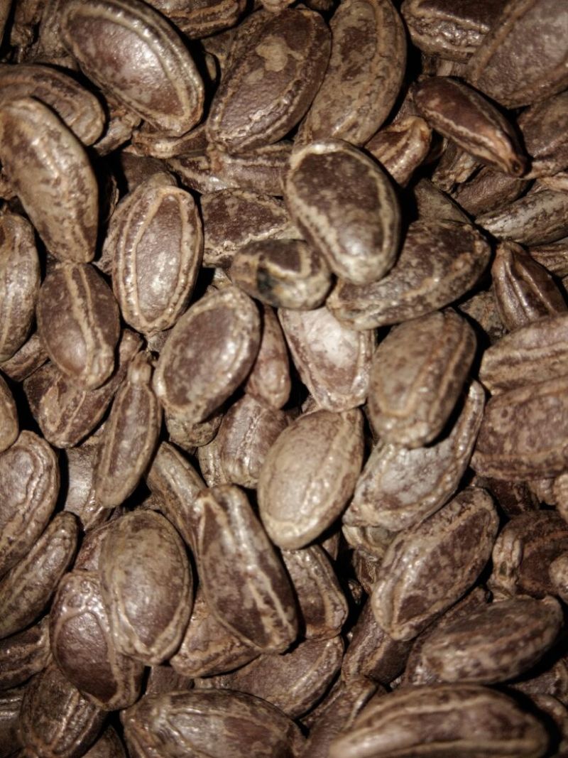 越蒌3号吊瓜子颗粒大色泽鲜艳货源充足，袋子装70斤80
