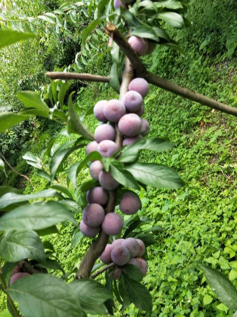 脆红李子树苗150~250cm