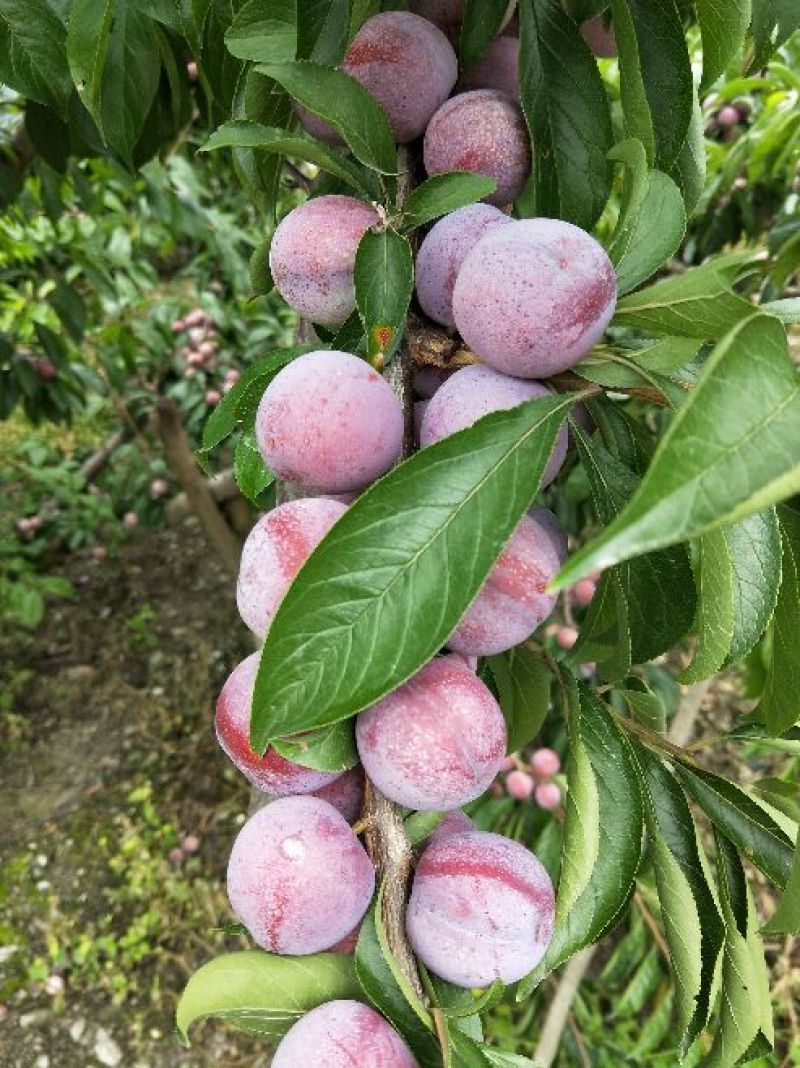脆红李子树苗150~250cm