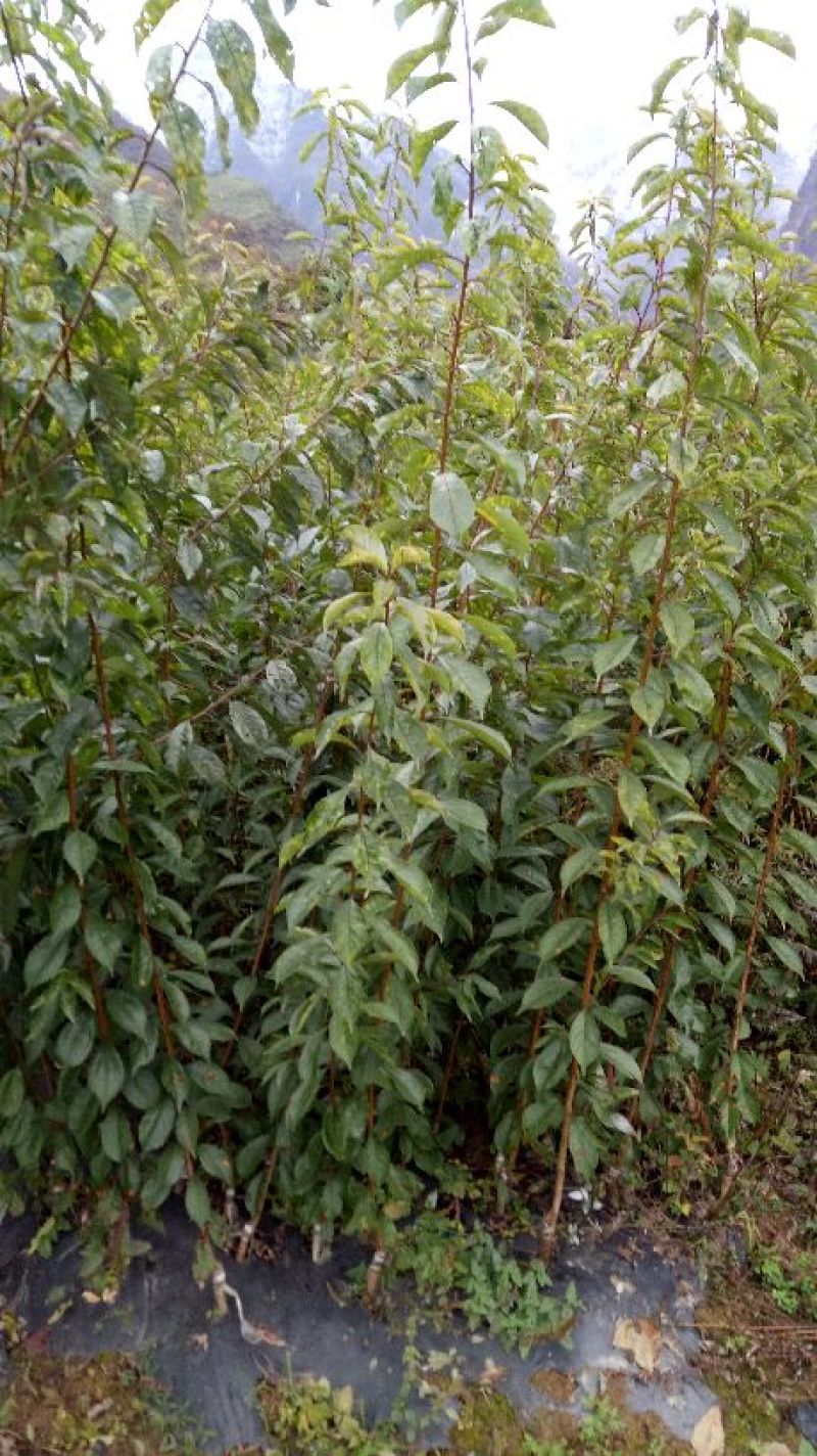 脆红李子树苗150~250cm