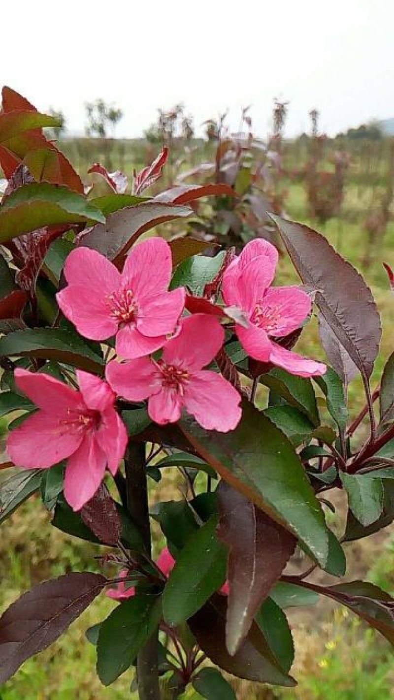 绚丽海棠2~4cm4cm以下4cm以下