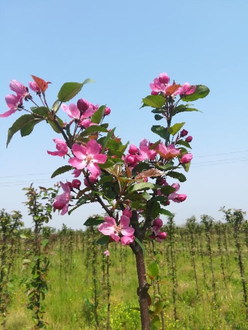 绚丽海棠2~4cm4cm以下4cm以下