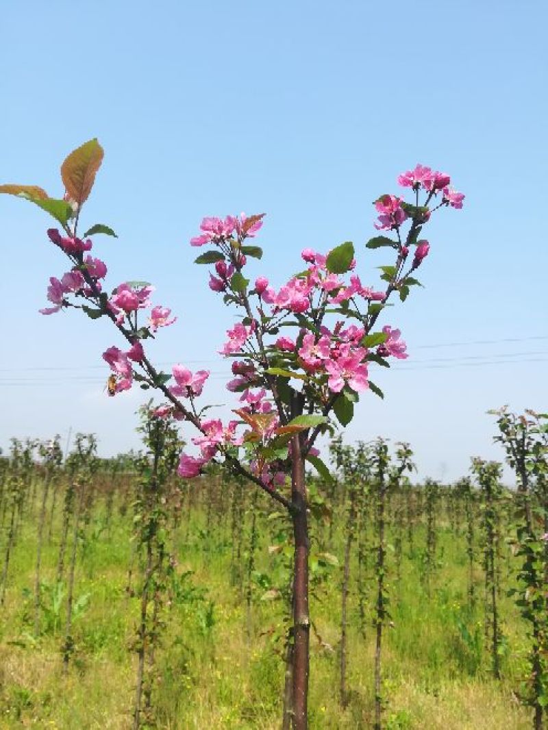 绚丽海棠2~4cm4cm以下4cm以下