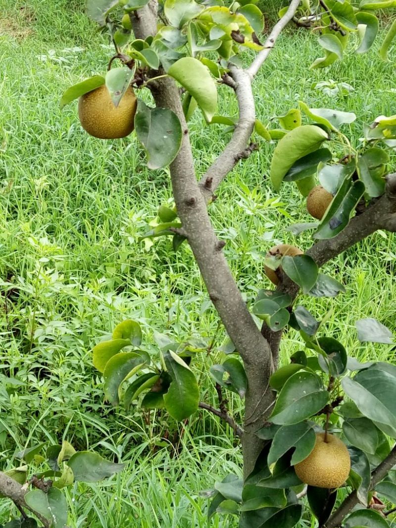 梨树8~10cm2.5~3米