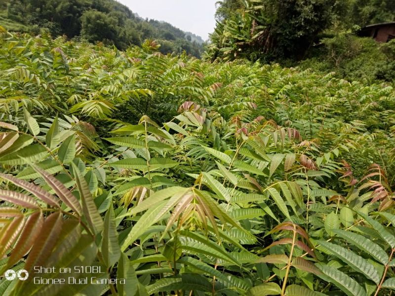红油香椿苗