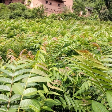红油香椿苗