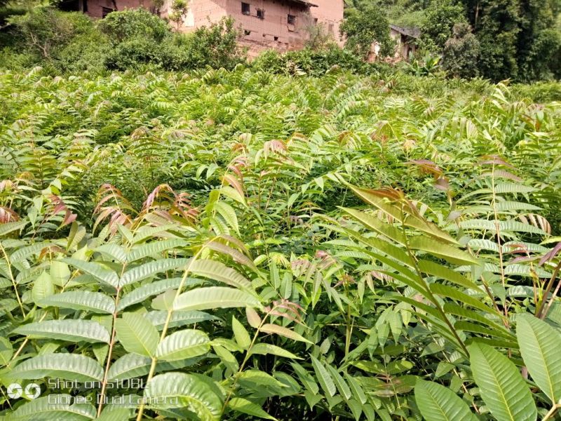 红油香椿苗