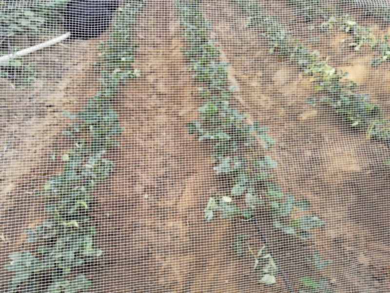 红颜草莓苗20~30cm优质大棚草莓苗批发