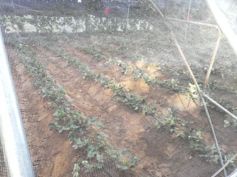 红颜草莓苗20~30cm优质大棚草莓苗批发