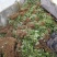 红颜草莓苗20~30cm优质大棚草莓苗批发