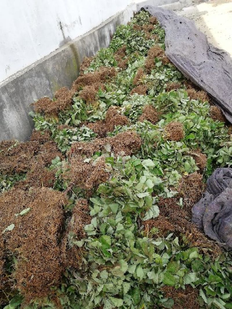 红颜草莓苗20~30cm优质大棚草莓苗批发
