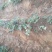 红颜草莓苗20~30cm优质大棚草莓苗批发