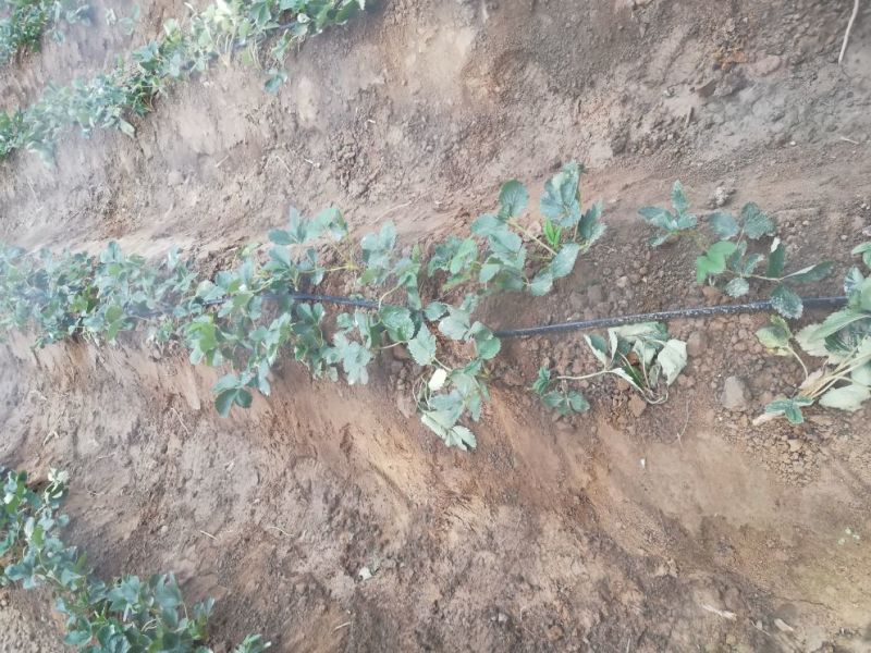 红颜草莓苗20~30cm优质大棚草莓苗批发