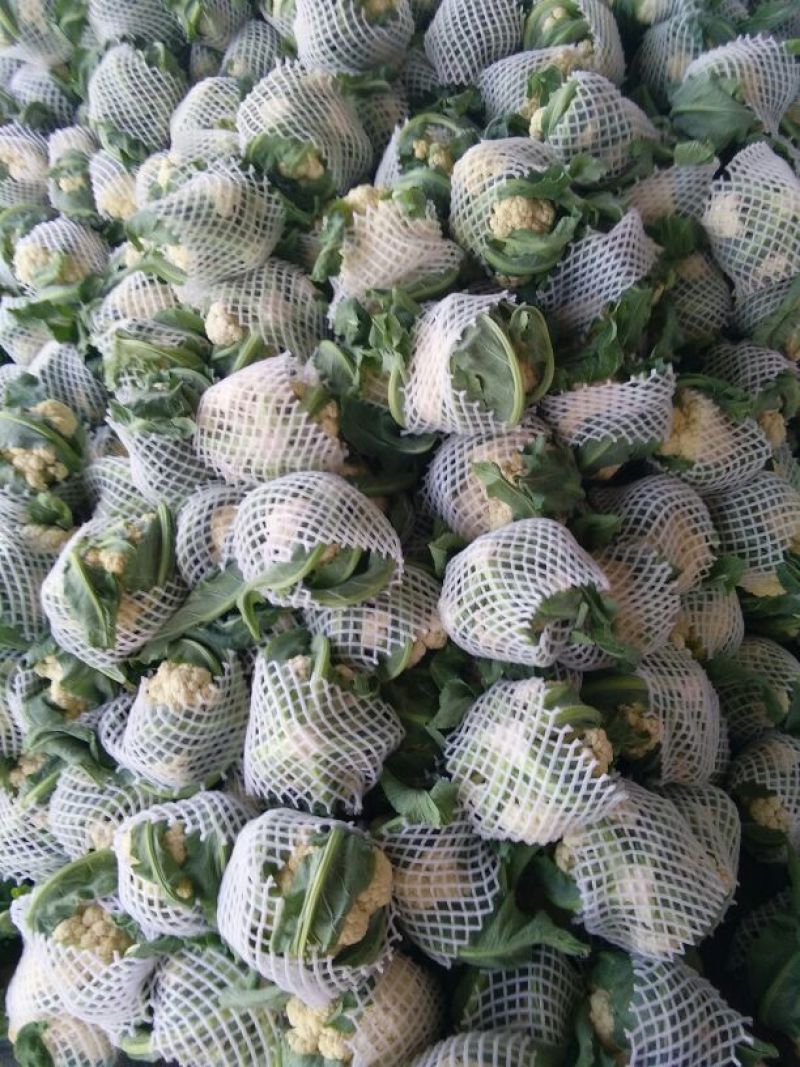 河南菜花基地适中乳白对接农户货源充足