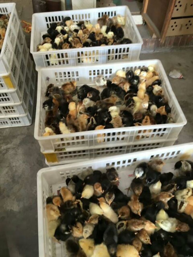 土鸡苗出壳苗35~45克雌