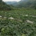 花皮有籽12斤打底8成熟1茬