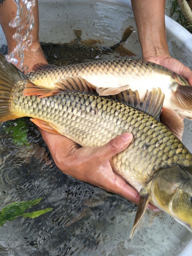 池鲤鱼食用1~2公斤