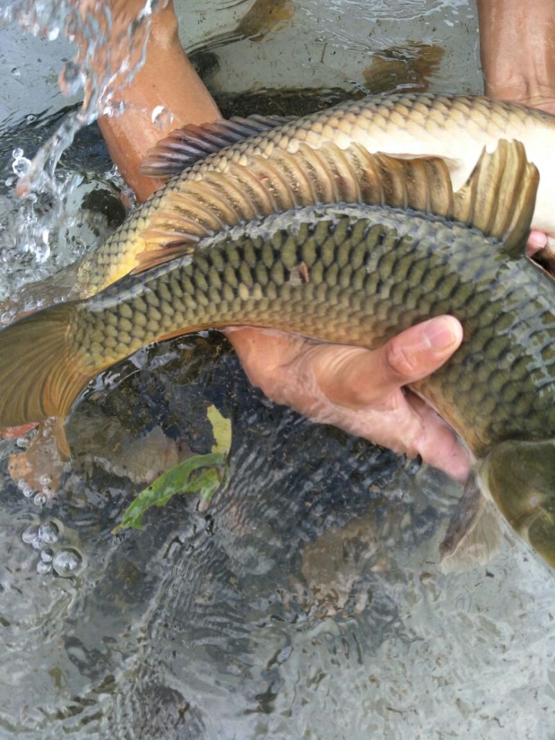池鲤鱼食用1~2公斤