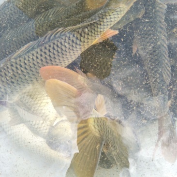 池鲤鱼食用1~2公斤