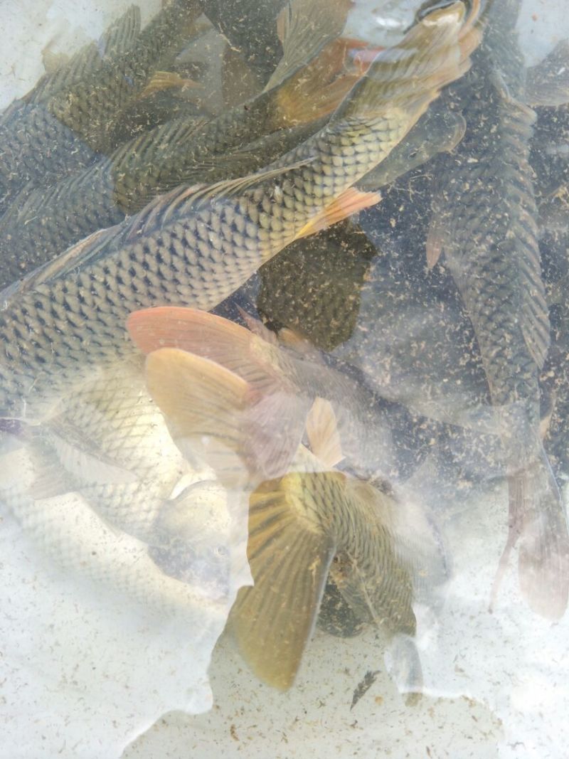 池鲤鱼食用1~2公斤