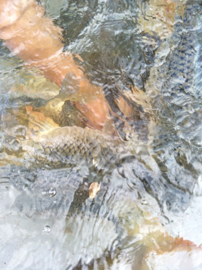 池鲤鱼食用1~2公斤