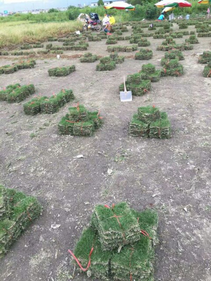草皮