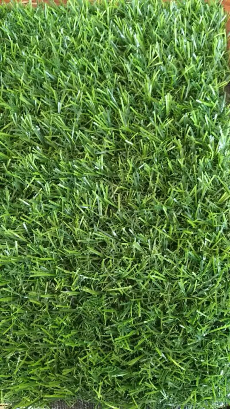 草皮