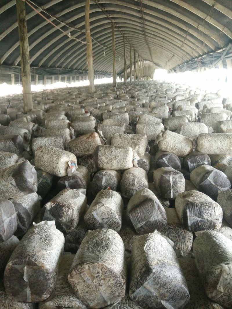 平菇菌棒，提前预定有优惠