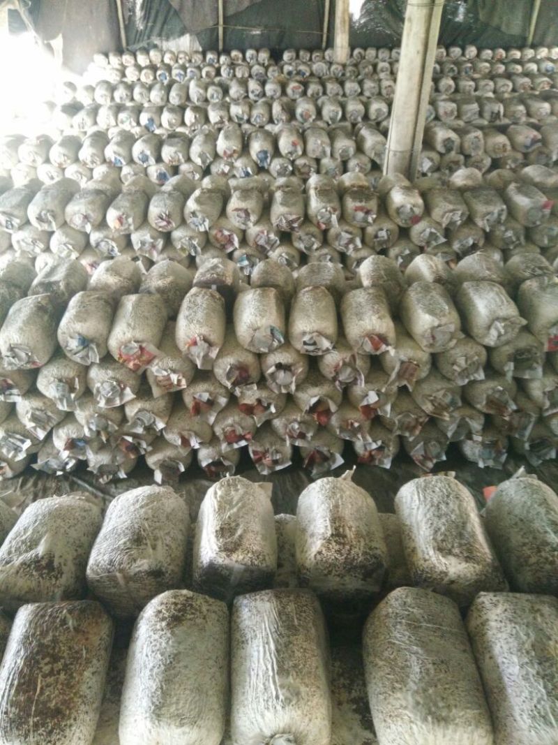 平菇菌棒，提前预定有优惠