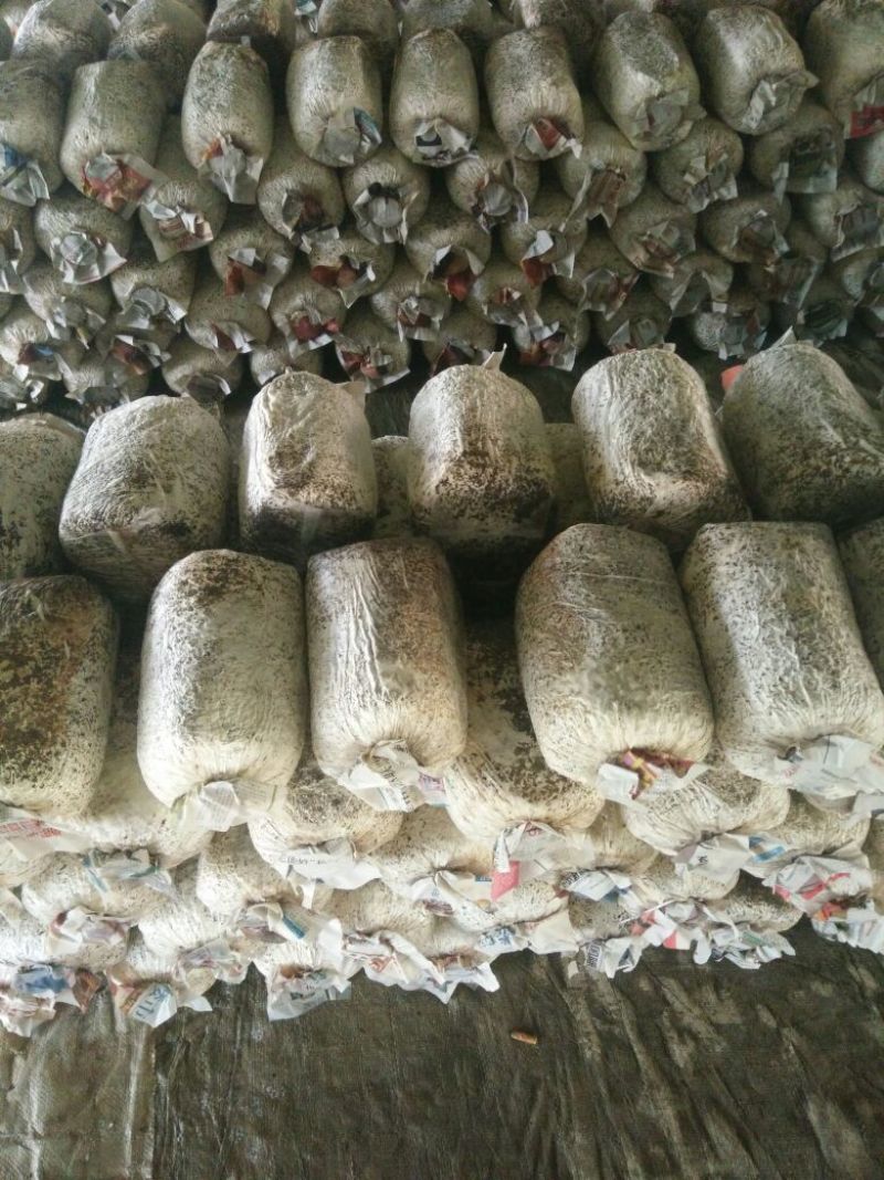 平菇菌棒，提前预定有优惠