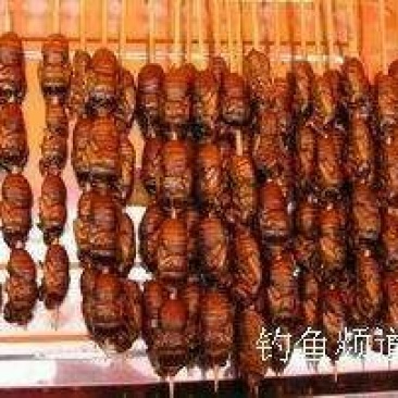 金蝉食用