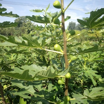 全国均可种植的波姬红无花果树苗当年结果