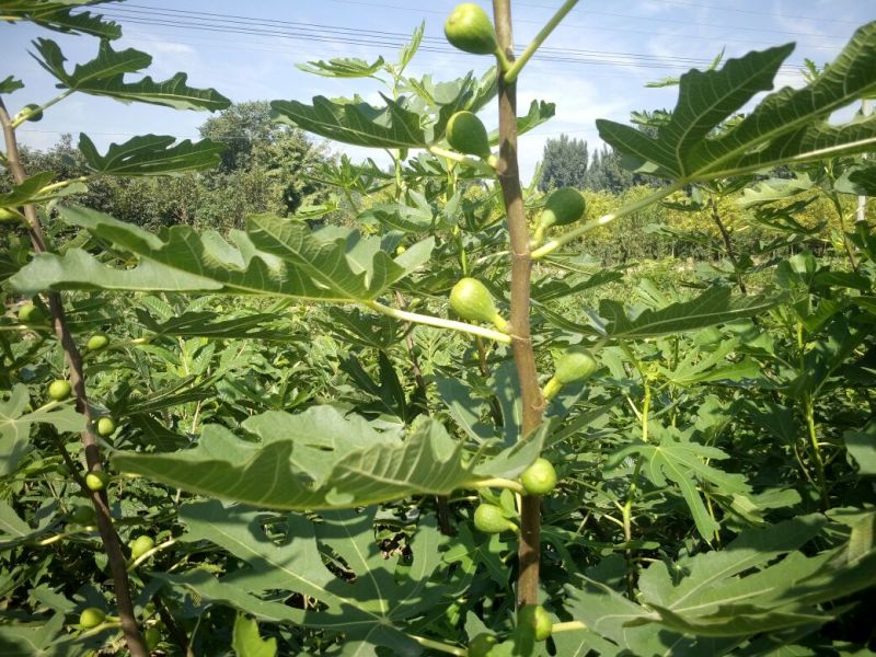全国均可种植的波姬红无花果树苗当年结果