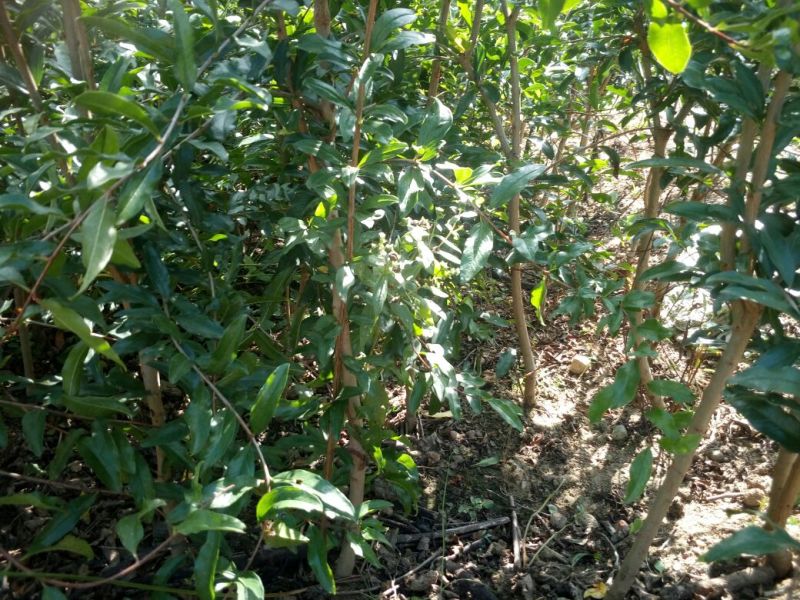 全国均可种植的波姬红无花果树苗当年结果