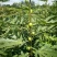 全国均可种植的波姬红无花果树苗当年结果