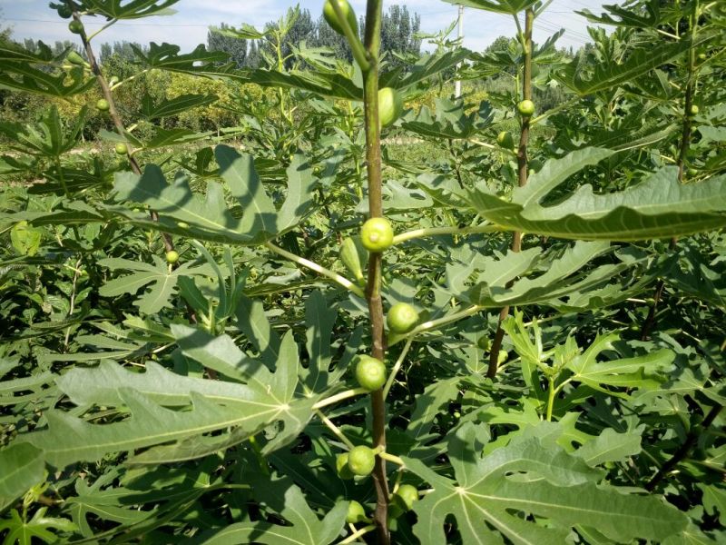 全国均可种植的波姬红无花果树苗当年结果