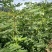 全国均可种植的波姬红无花果树苗当年结果