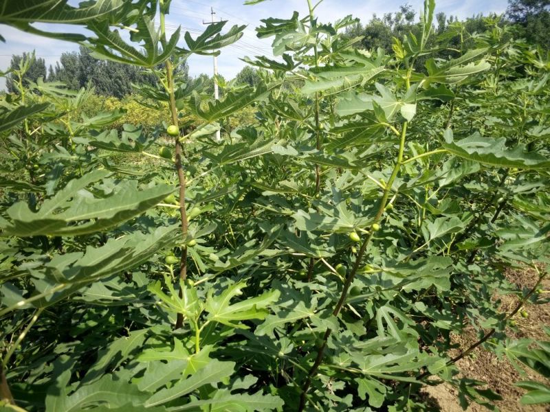 全国均可种植的波姬红无花果树苗当年结果