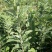 全国均可种植的波姬红无花果树苗当年结果