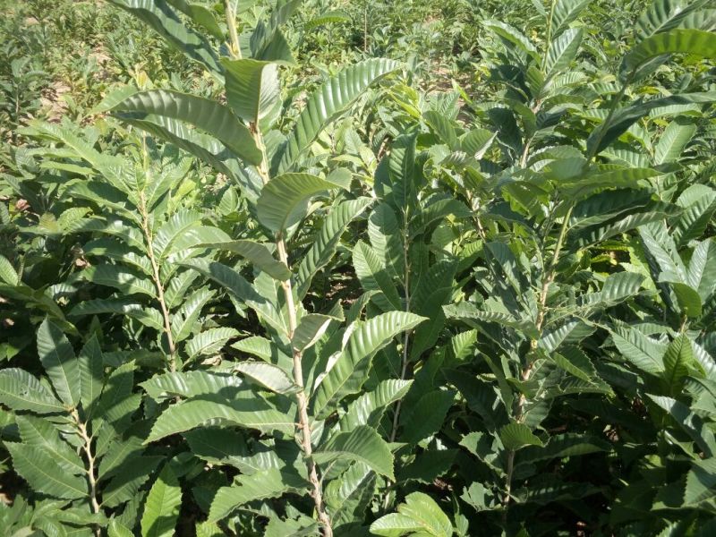 全国均可种植的波姬红无花果树苗当年结果