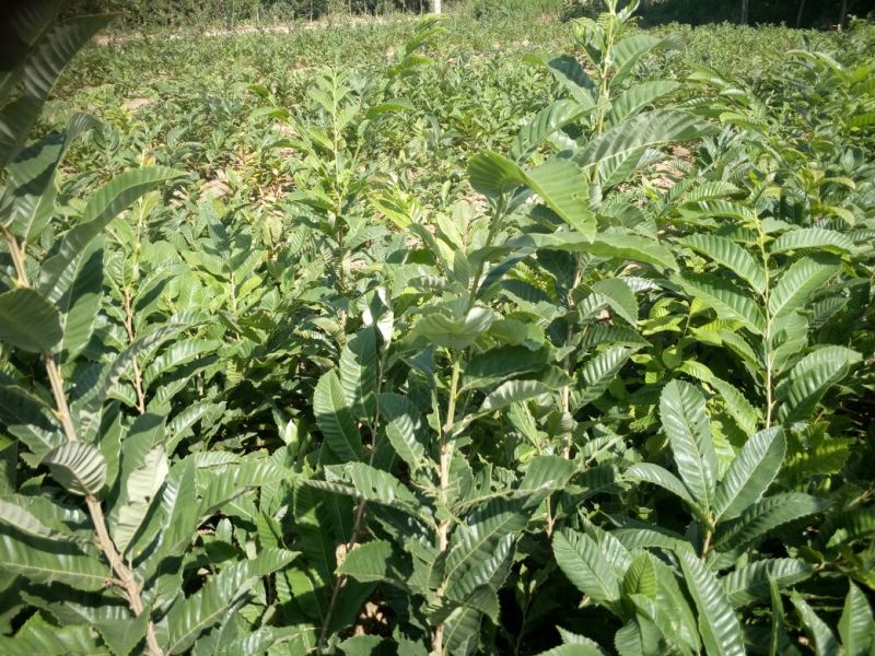 全国均可种植的波姬红无花果树苗当年结果