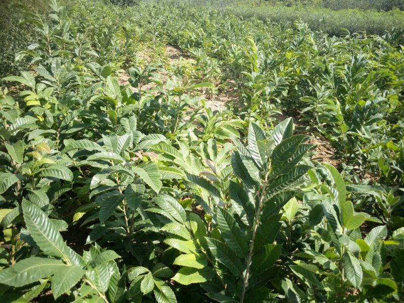 全国均可种植的波姬红无花果树苗当年结果