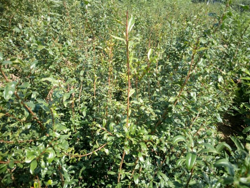 全国均可种植的波姬红无花果树苗当年结果