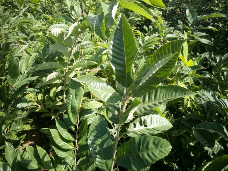 全国均可种植的波姬红无花果树苗当年结果