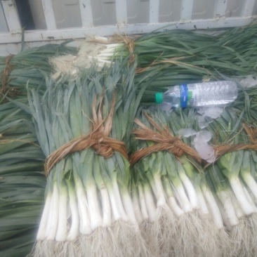 蒜苗40~45cm