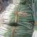 蒜苗40~45cm