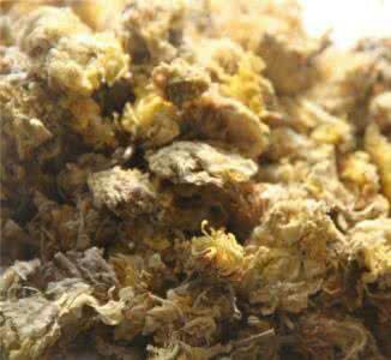 药用菊花散装