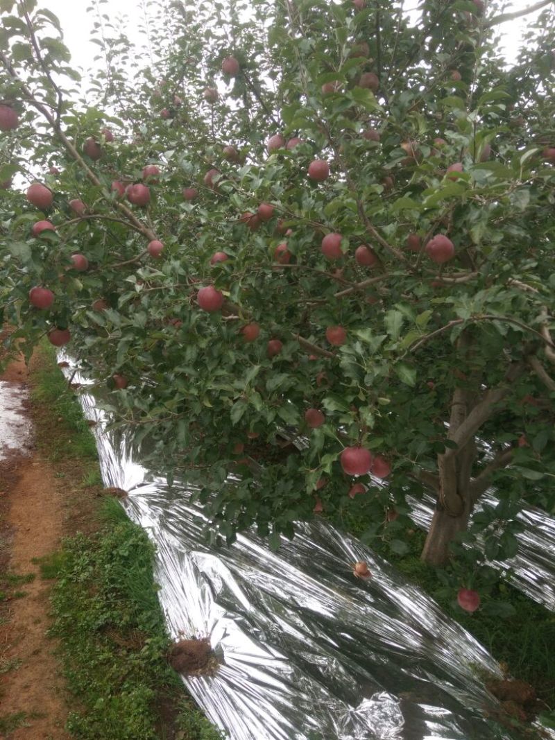 盐源苹果盐源糖心苹果大量上市，需要的产地考察，